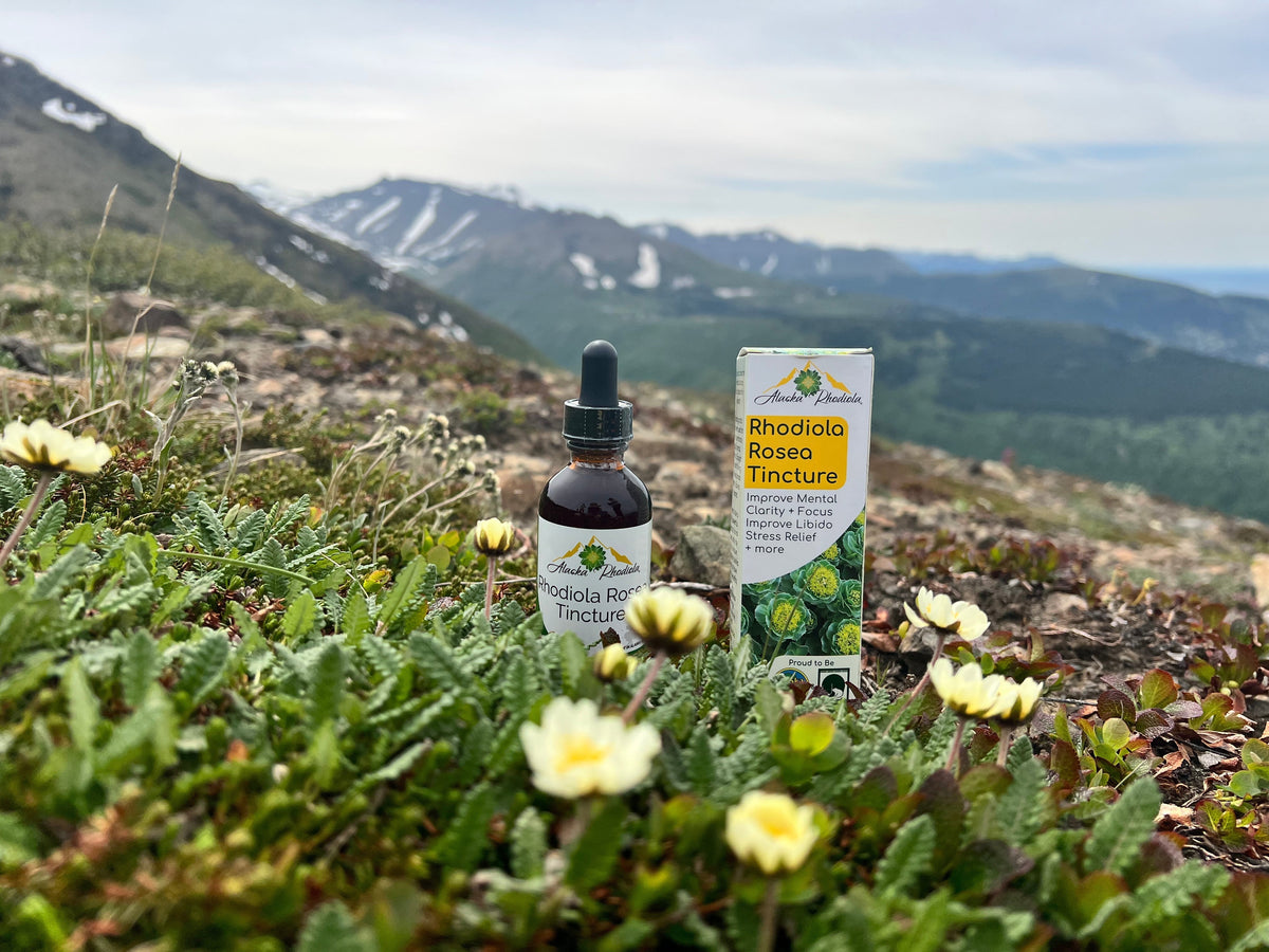 Rhodiola Rosea: The Arctic Adaptogen That Fights Fatigue and Builds Resilience